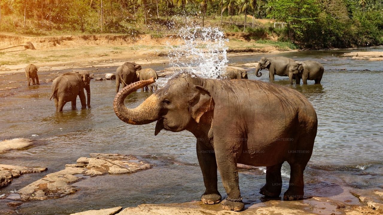 Pinnawala Elephant Orphanage Near Mawanella